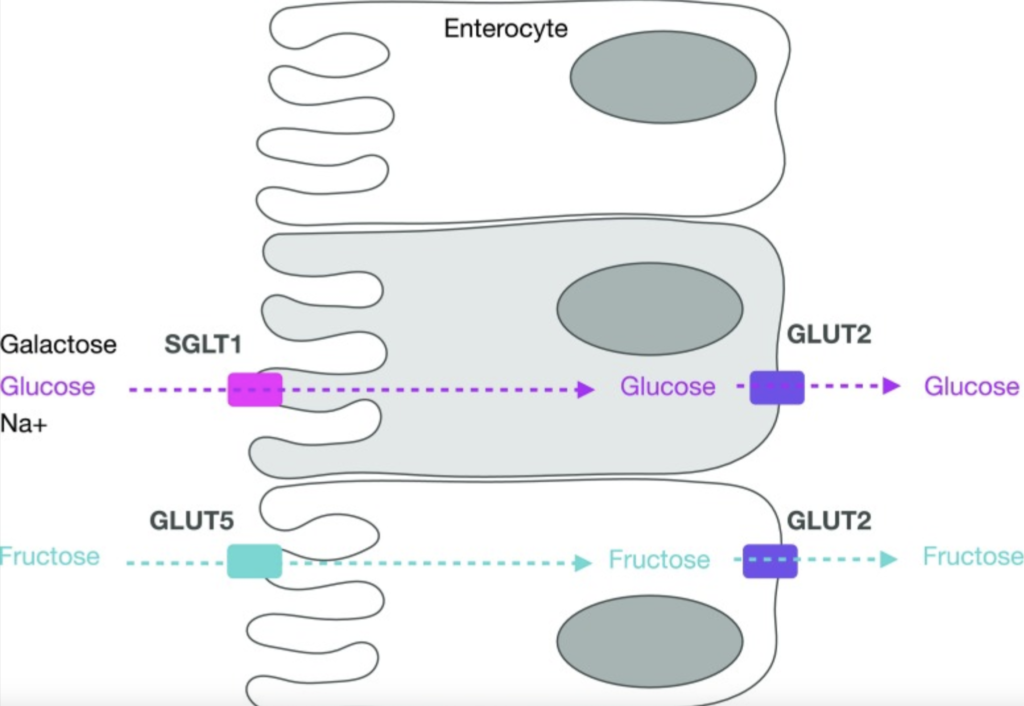 Absorción de glucosa a través de SGLT1 dependiente de sodio